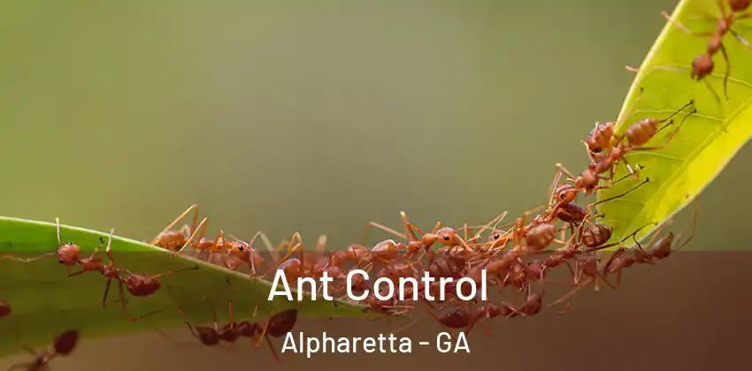  Ant Control Alpharetta - GA