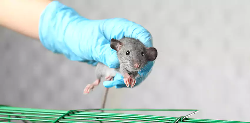 Long-Term Rodent Prevention and Monitoring Plans in Alpharetta, GA
