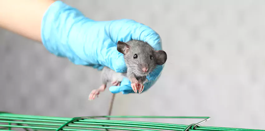 Rodent Control for Families with Children & Pets in Alpharetta, GA