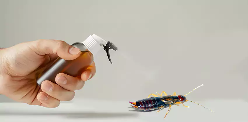 earwig-control in Alpharetta, GA