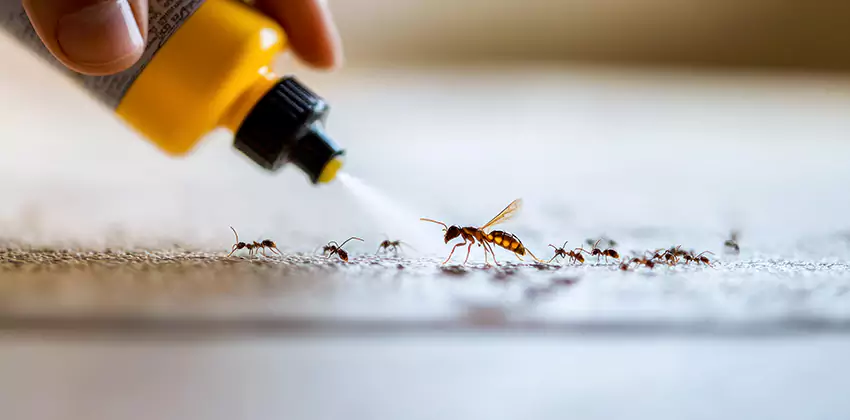 termite-control in Alpharetta, GA